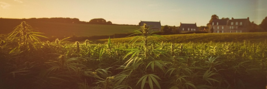 Qu'est-ce que le CBD ? Tout comprendre simplement